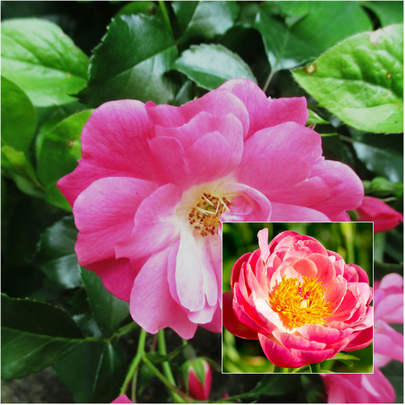 carefree beauty rosa flower